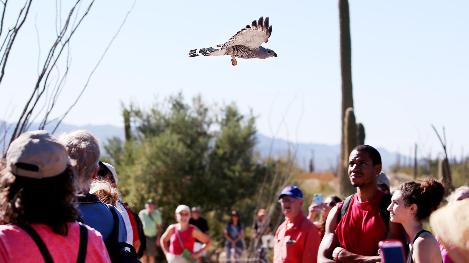 Photos: Raptor Free Flight at Arizona-Sonora Desert Museum